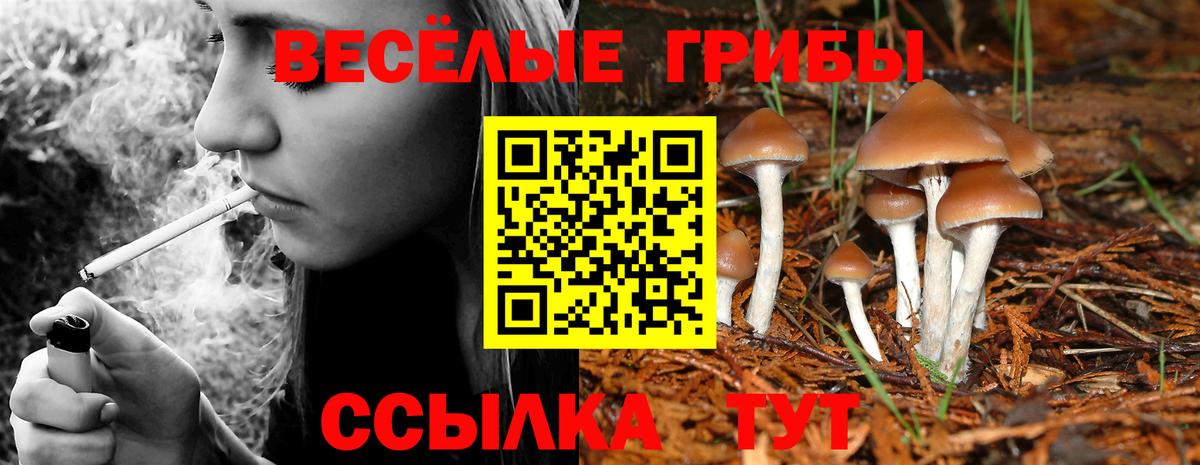 сколько стоит  Псилоцибиновые грибы GOLDEN TEACHER  Вход с VPN  Зима 